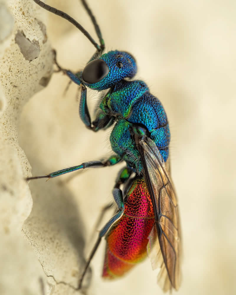 Macro Photography of Insects by Nicolas Stey