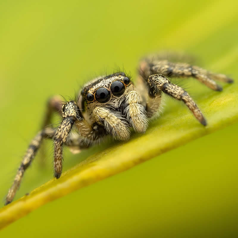 Macro Photography of Insects by Nicolas Stey