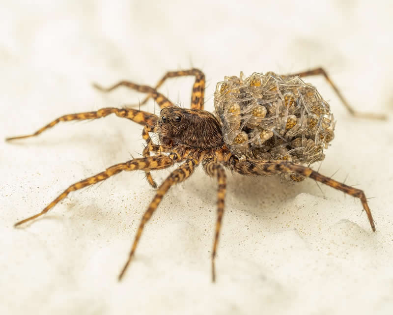 Macro Photography of Insects by Nicolas Stey