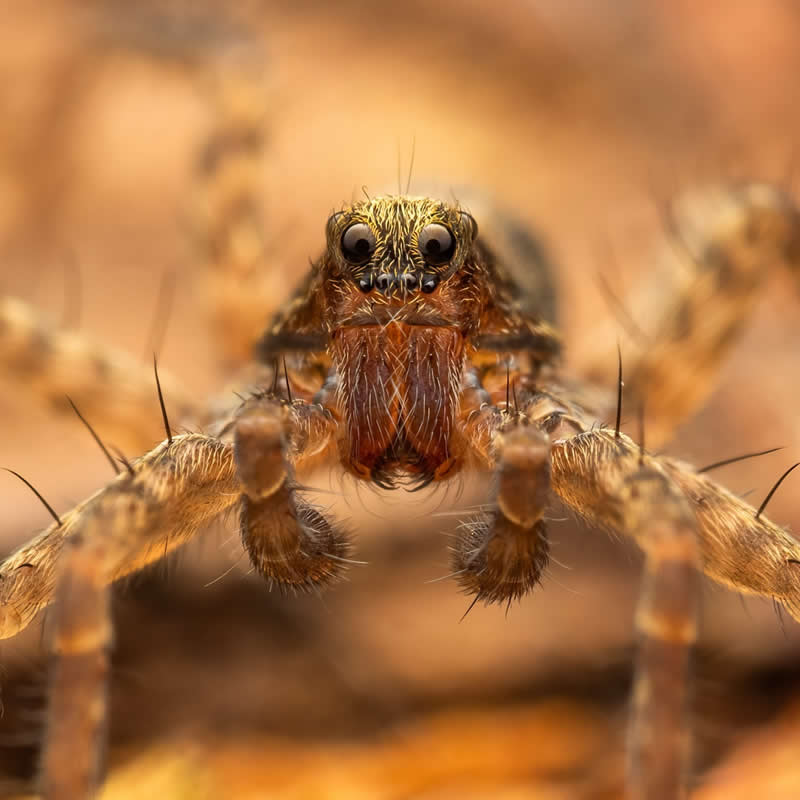 Macro Photography of Insects by Nicolas Stey