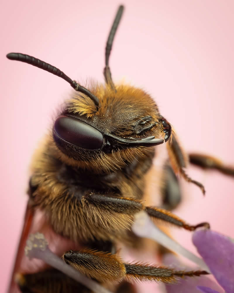Macro Photography of Insects by Nicolas Stey
