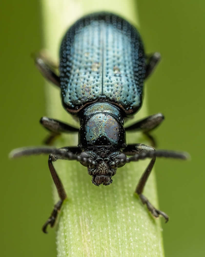Macro Photography of Insects by Nicolas Stey