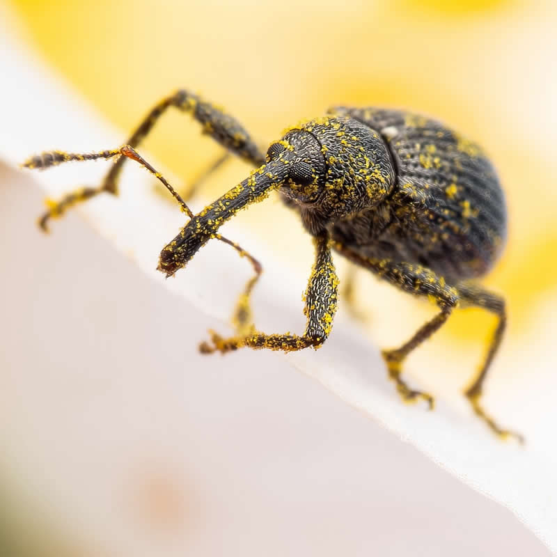 Macro Photography of Insects by Nicolas Stey