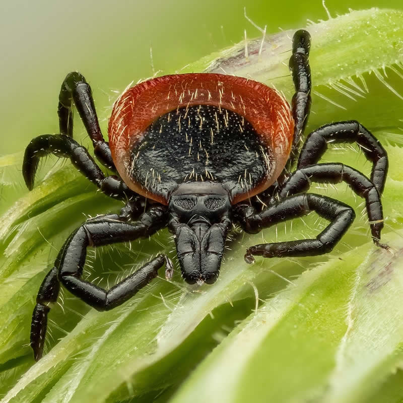 Macro Photography of Insects by Nicolas Stey