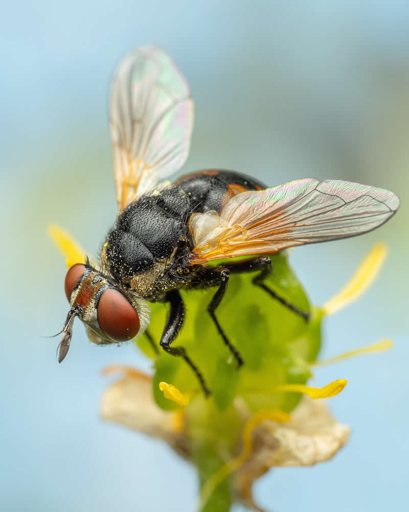 Macro Photography of Insects by Nicolas Stey