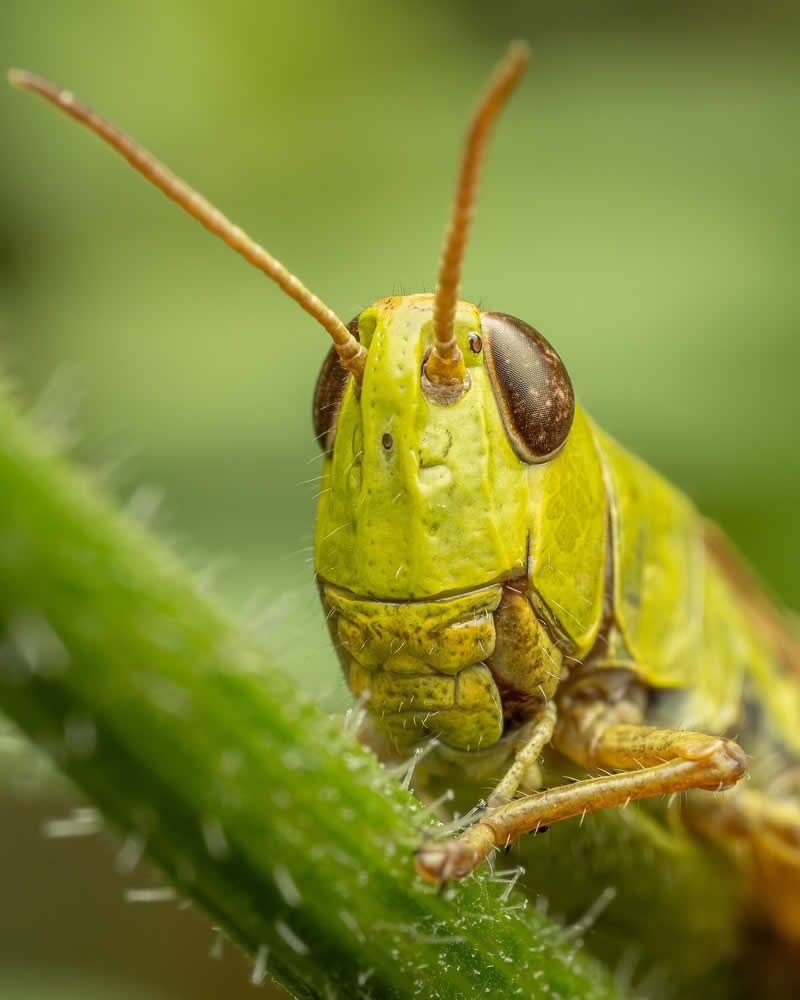 Macro Photography of Insects by Nicolas Stey