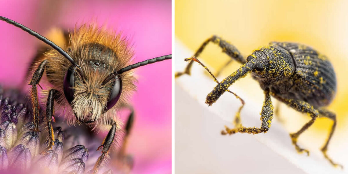 Macro Photography of Insects by Nicolas Stey
