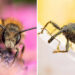 Macro Photography of Insects by Nicolas Stey