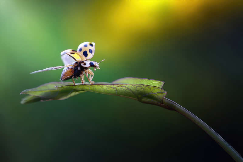 Macro Photography of Insects by Nicholas Reytet