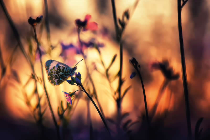 Macro Photography of Insects by Nicholas Reytet