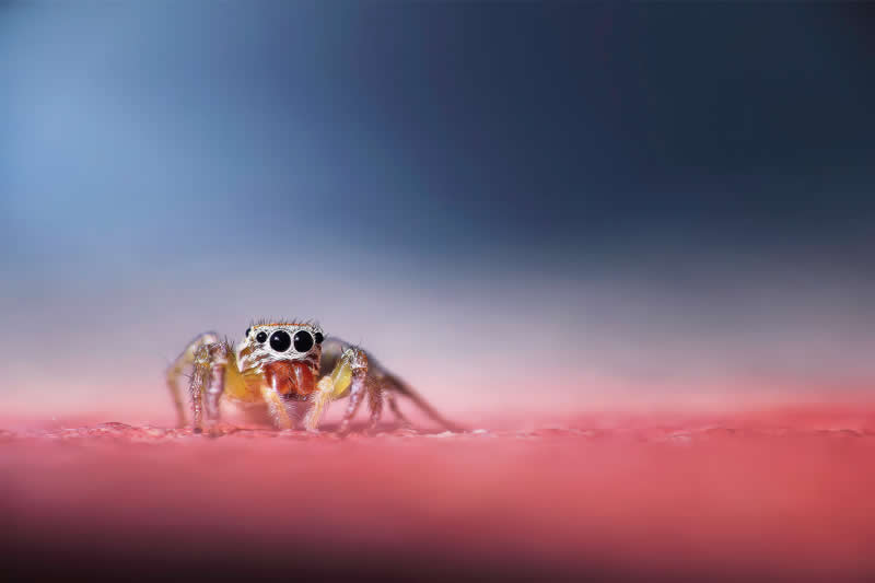 Macro Photography of Insects by Nicholas Reytet