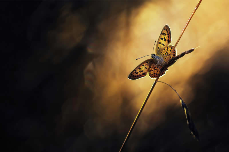 Macro Photography of Insects by Nicholas Reytet