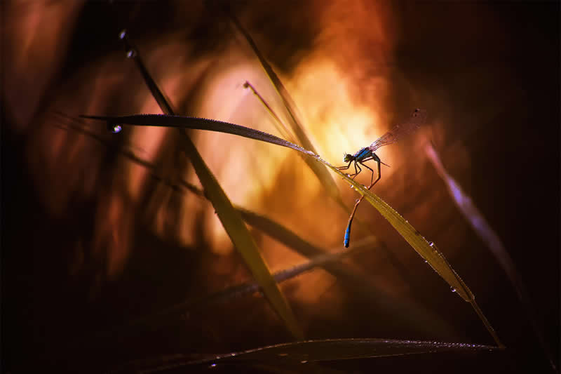 Macro Photography of Insects by Nicholas Reytet