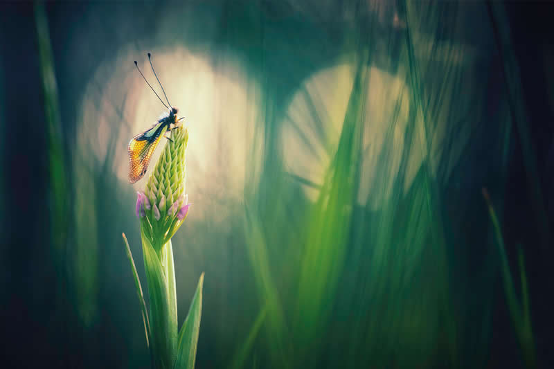 Macro Photography of Insects by Nicholas Reytet