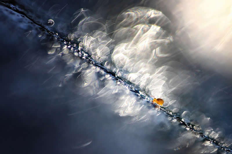 Macro Photography of Insects by Nicholas Reytet