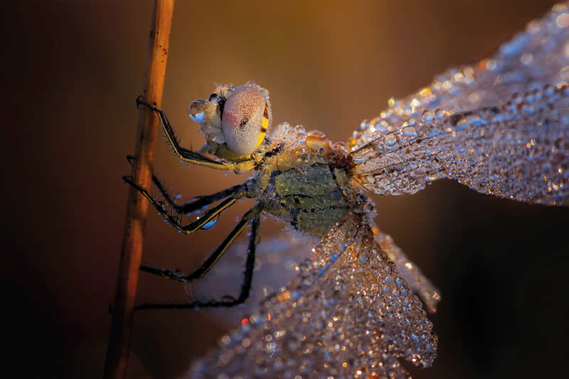 Macro Photography of Insects by Nicholas Reytet