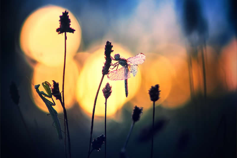 Macro Photography of Insects by Nicholas Reytet