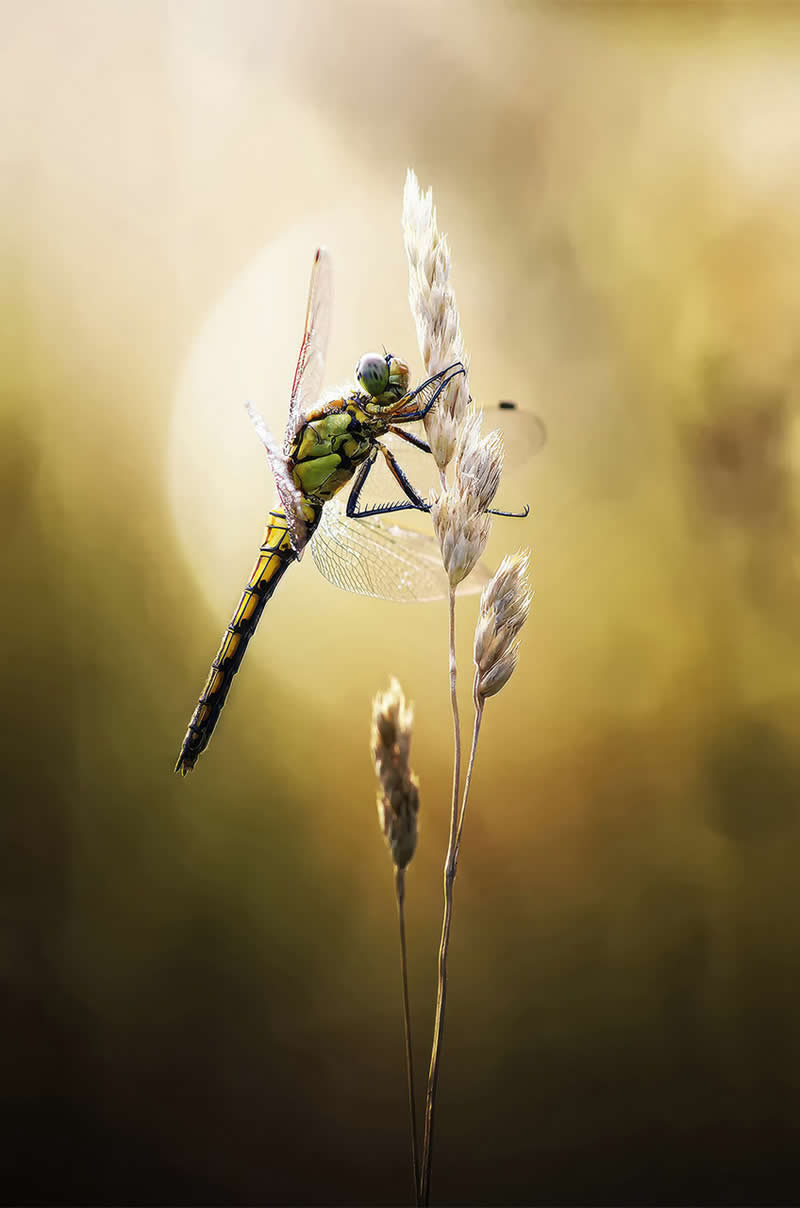 Macro Photography of Insects by Nicholas Reytet