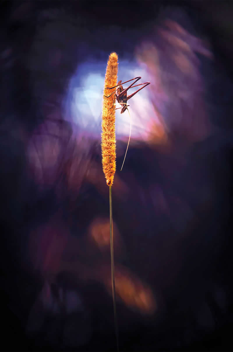 Macro Photography of Insects by Nicholas Reytet