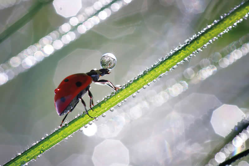 Macro Photography of Insects by Nicholas Reytet