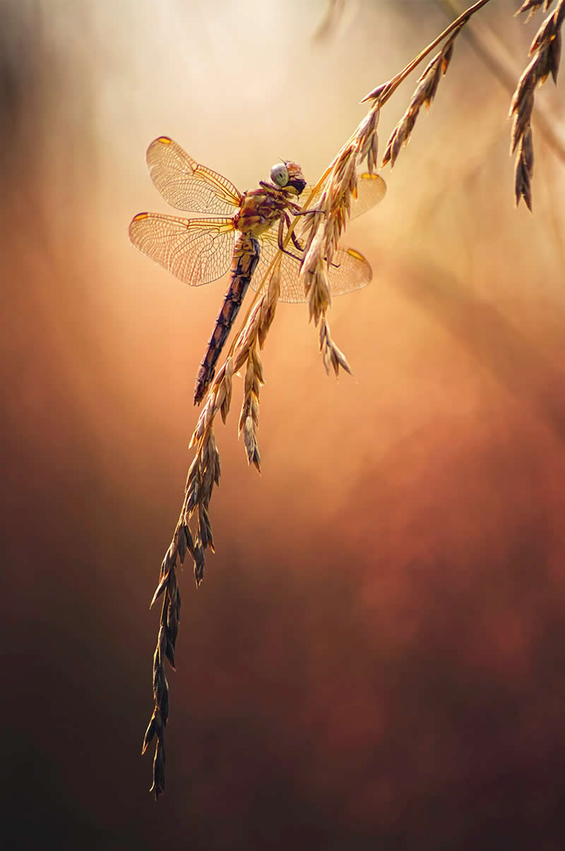 Macro Photography of Insects by Nicholas Reytet
