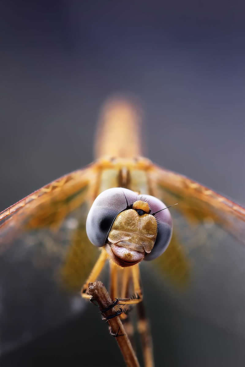 Macro Photography of Insects by Nicholas Reytet