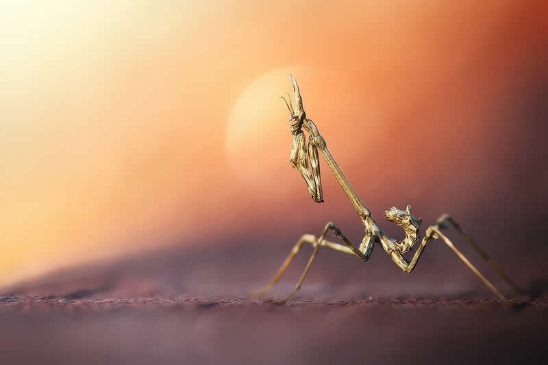 Macro Photography of Insects by Nicholas Reytet