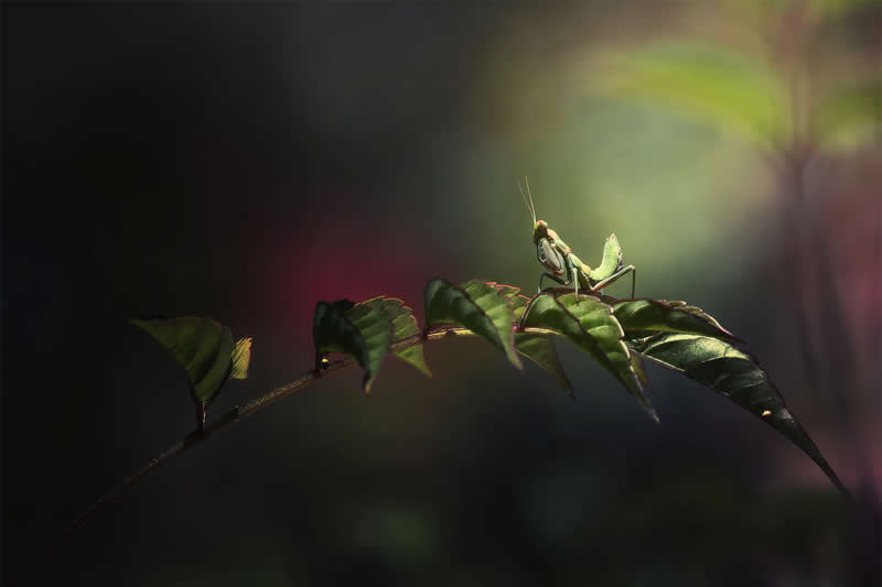 Macro Photography of Insects by Nicholas Reytet