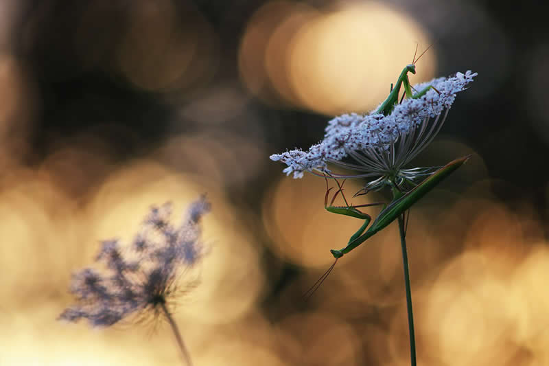 Macro Photography of Insects by Nicholas Reytet