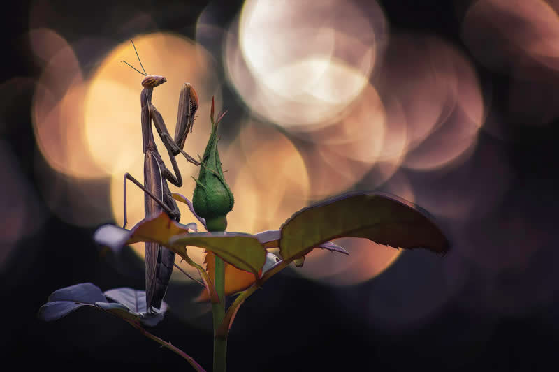 Macro Photography of Insects by Nicholas Reytet