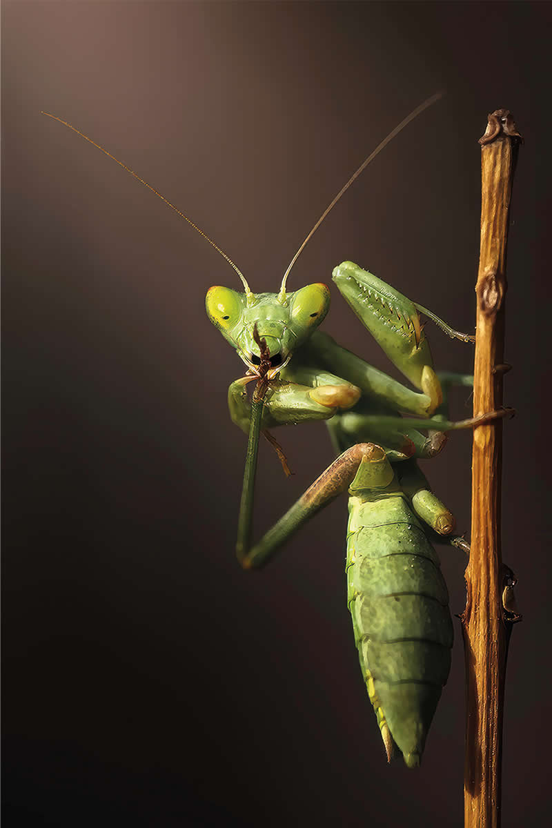 Macro Photography of Insects by Nicholas Reytet