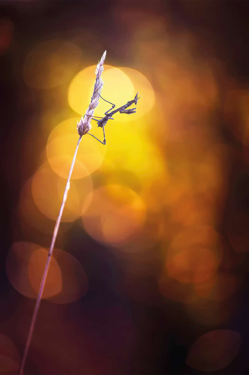 Macro Photography of Insects by Nicholas Reytet