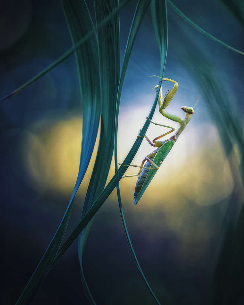 Macro Photography of Insects by Nicholas Reytet