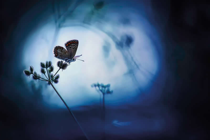 Macro Photography of Insects by Nicholas Reytet