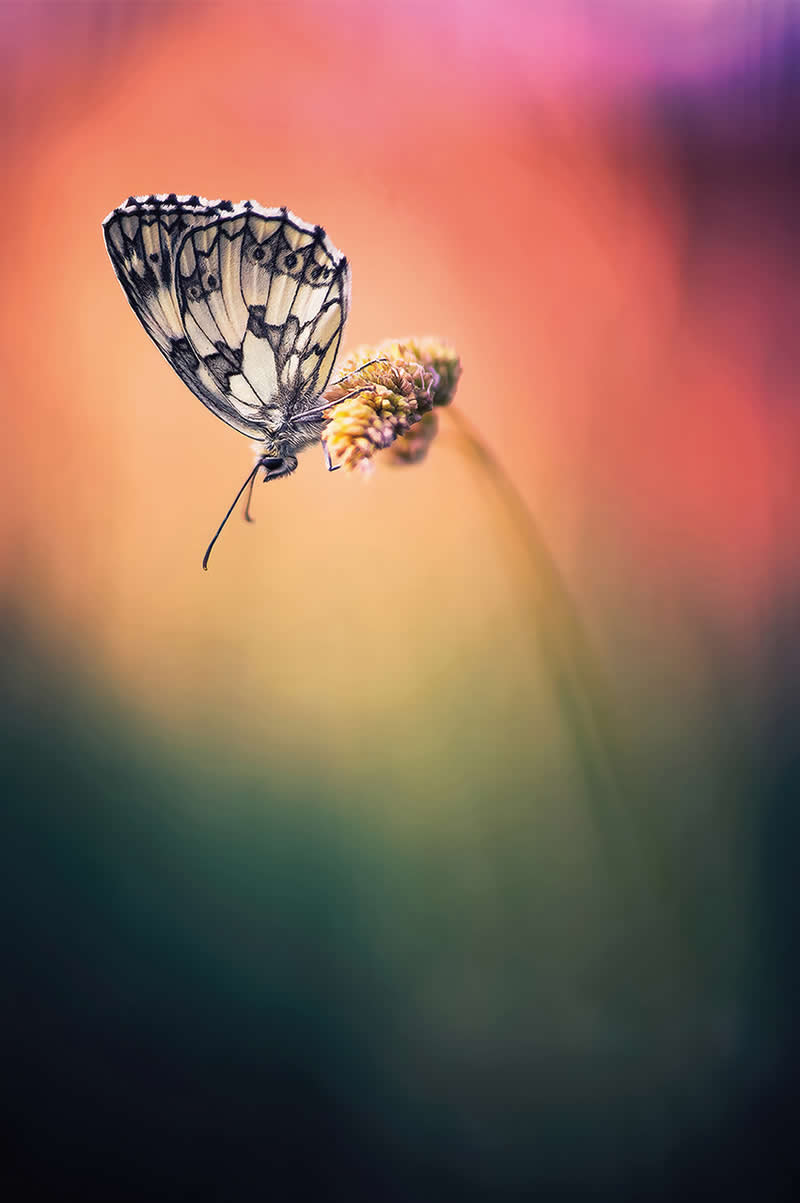 Macro Photography of Insects by Nicholas Reytet