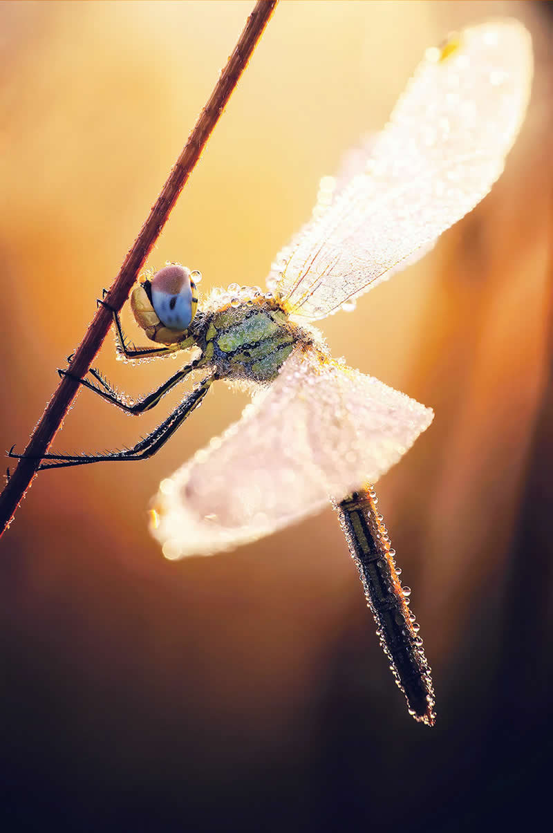 Macro Photography of Insects by Nicholas Reytet