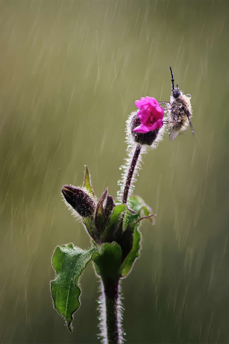 Macro Photography of Insects by Nicholas Reytet