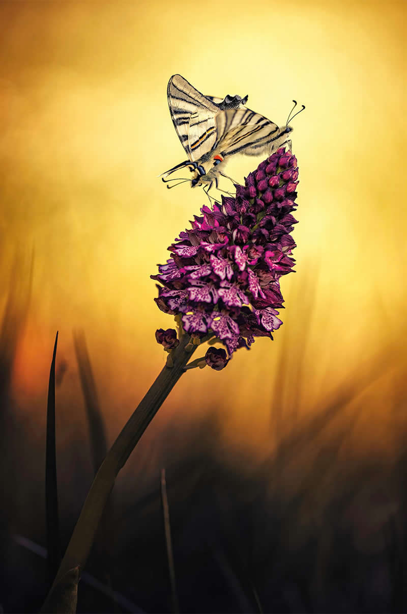 Macro Photography of Insects by Nicholas Reytet