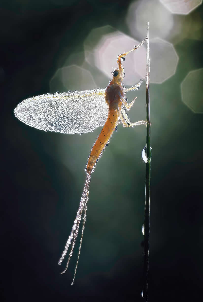 Macro Photography of Insects by Nicholas Reytet
