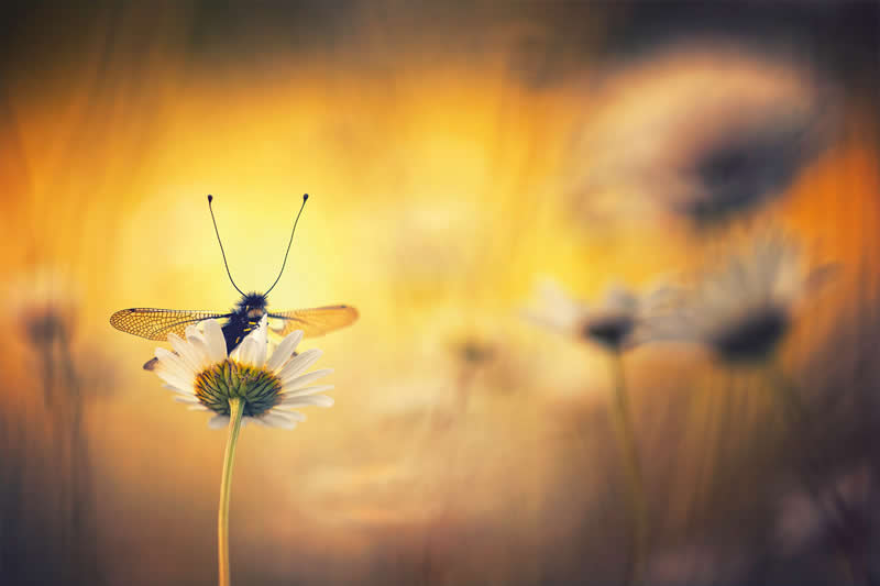 Macro Photography of Insects by Nicholas Reytet