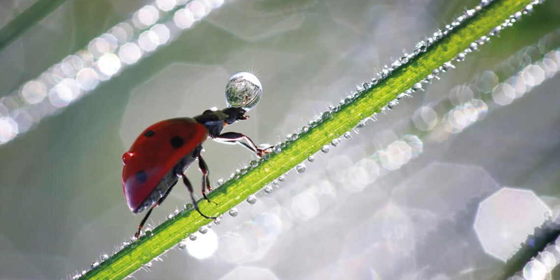 Macro Photography of Insects by Nicholas Reytet