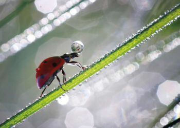 Macro Photography of Insects by Nicholas Reytet