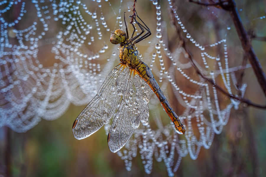 Morning dragonfly. Photo taken early in the morning, in dewdrops by Zaitsev Roman - Water Drops Of Macro Photos