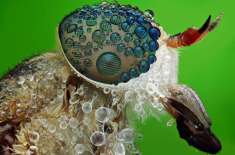 Dragonfly by Tran The Ngoc - Water Drops Of Macro Photos