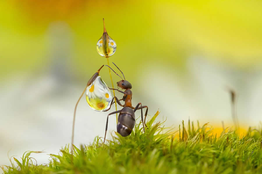 A heavy drop by Koledova Irinav - Water Drops Of Macro Photos