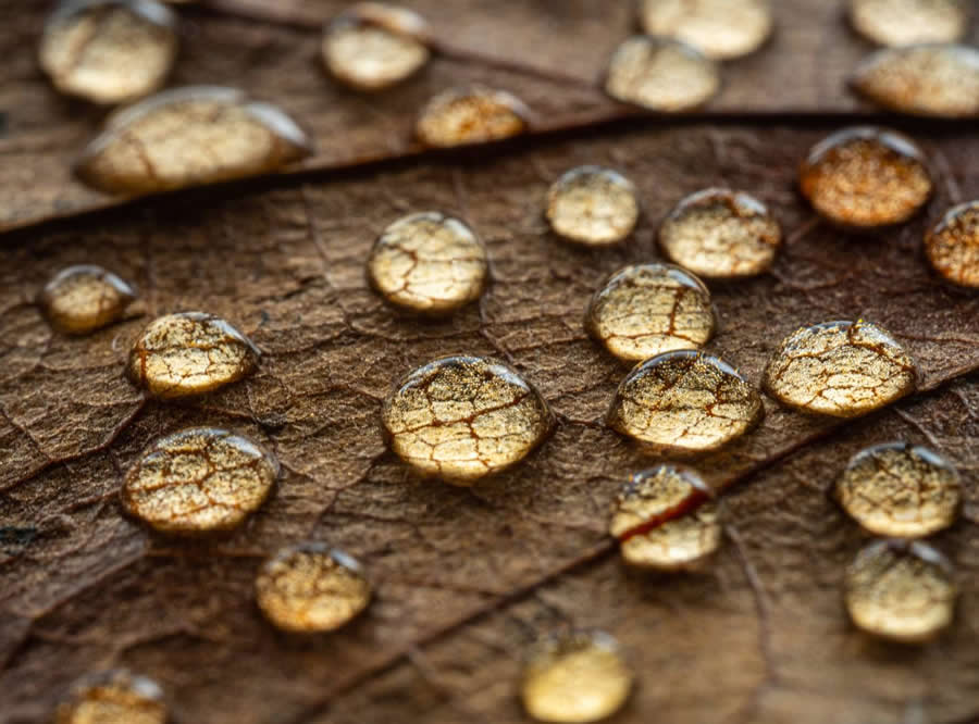 Droplets on a leaf by Boris Belkanija - Water Drops Of Macro Photos