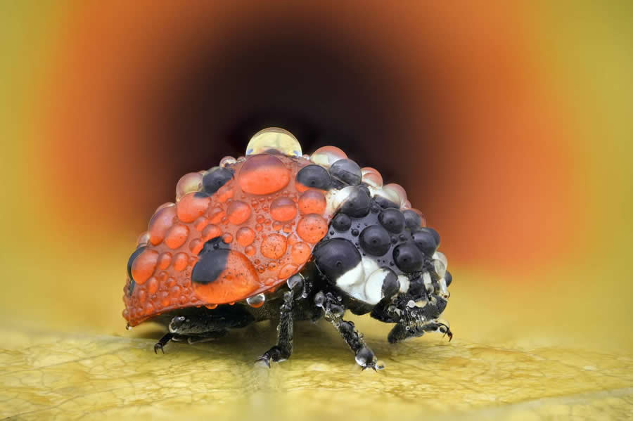 Ladybug and Drops by Tsvetan Ganev - Water Drops Of Macro Photos