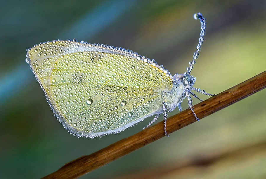 Butterfly by Boris Novikov - Water Drops Of Macro Photos