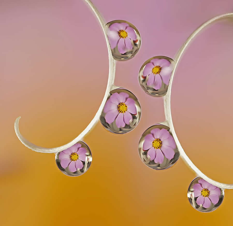 Droplets and flowers by Ivan Radkov - Water Drops Of Macro Photos