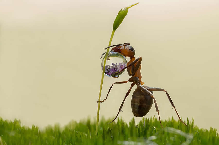 A heavy drop by Koledova Irina - Water Drops Of Macro Photos